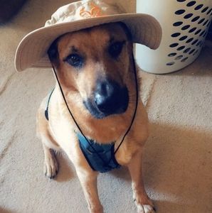 Meet your Posher, Dawn